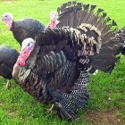 turkeys posing