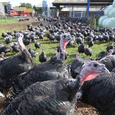 turkeys enjoying life