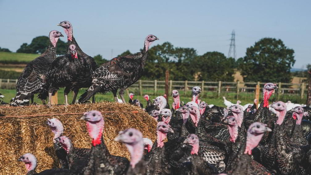 Rosamondford Turkey Farm