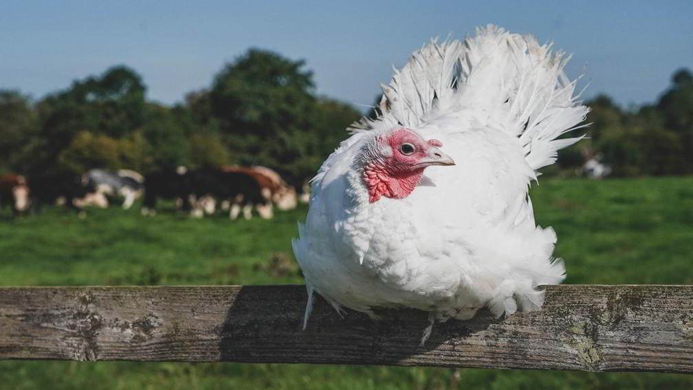 Rosamondford Turkey Farm